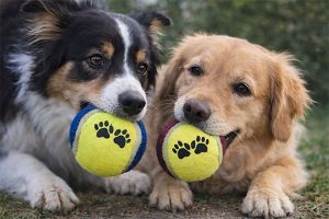 Bolinha para pet personalizada