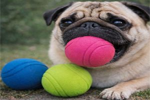 Bolinha para pet personalizada